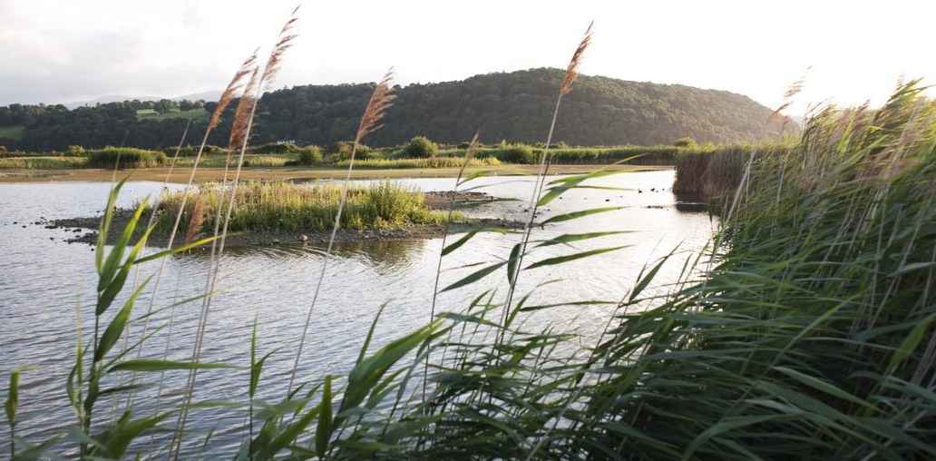 RSPB Conwy Nature Reserve lake and wetland area