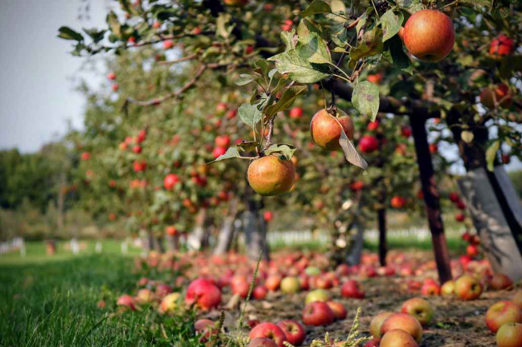Orchard